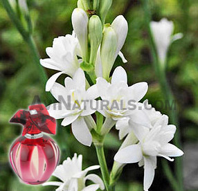 Tuberose Floral Absolute Oil Wholesale Suppliers and Manufacturers India